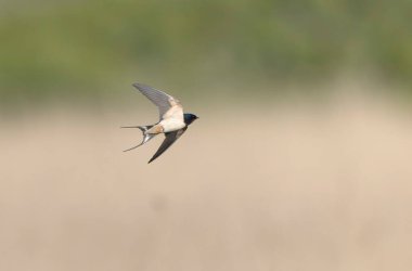 Barn Swallow Hirundo rustica uçuyor ya da tünemiş