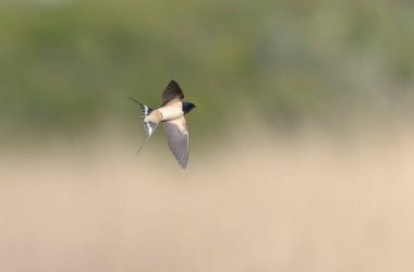 Barn Swallow Hirundo rustica uçuyor ya da tünemiş