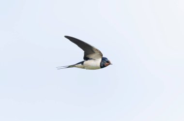 Barn Swallow Hirundo rustica uçuyor ya da tünemiş