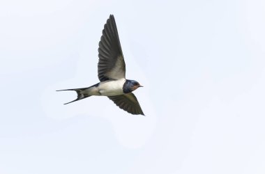 Barn Swallow Hirundo rustica uçuyor ya da tünemiş