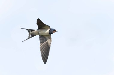 Barn Swallow Hirundo rustica uçuyor ya da tünemiş