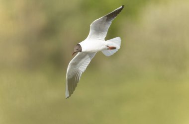 Gülen Martı Chroicocephalus ridibundus Brittnay, Fransa