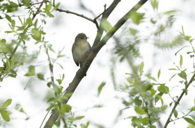 Phylloscopus collybita, Chiffchaff, baharda bir ağaca tünedi.