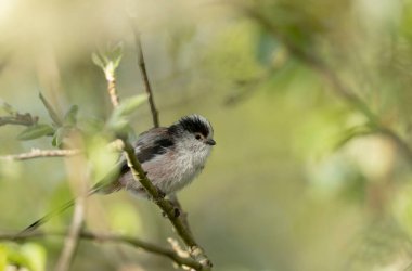 Long-tailed Tit Aegithalos caudatus europaeus from Brittany, France in close view