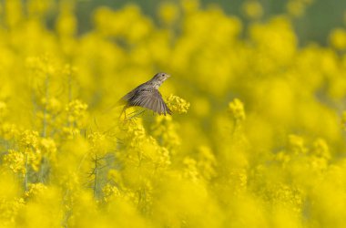 Mısır gevreği Emberiza Calandra İlkbaharın başlarında Orta Fransa 'da bir yerde