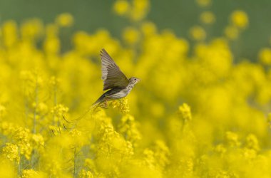 Mısır gevreği Emberiza Calandra İlkbaharın başlarında Orta Fransa 'da bir yerde