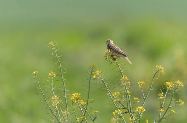 Mısır gevreği Emberiza Calandra İlkbaharın başlarında Orta Fransa 'da bir yerde