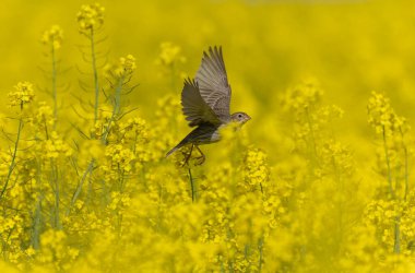 Mısır gevreği Emberiza Calandra İlkbaharın başlarında Orta Fransa 'da bir yerde