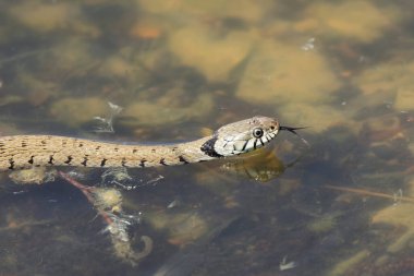 Çimen yılanı Natrix Helvetica Orta Fransa 'da bir gölette yüzüyor.