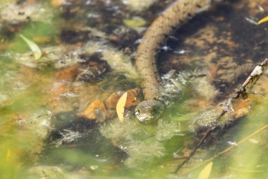 Çimen yılanı Natrix Helvetica Orta Fransa 'da bir gölette yüzüyor.