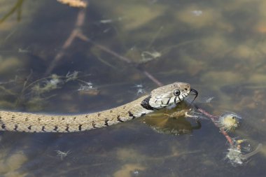 Çimen yılanı Natrix Helvetica Orta Fransa 'da bir gölette yüzüyor.