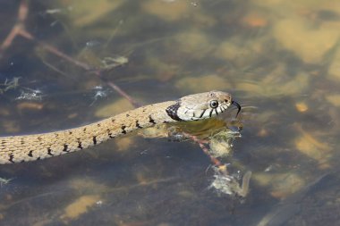 Çimen yılanı Natrix Helvetica Orta Fransa 'da bir gölette yüzüyor.