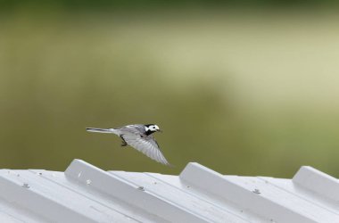 Gri kuyruklu Motacilla alba Alsace, Fransa 'da
