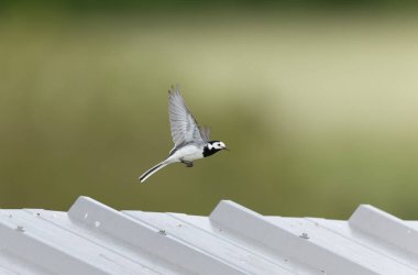 Gri kuyruklu Motacilla alba Alsace, Fransa 'da