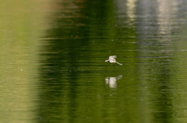 Gri kuyruklu Motacilla alba Alsace, Fransa 'da
