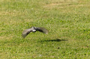 Gri kuyruklu Motacilla alba Alsace, Fransa 'da