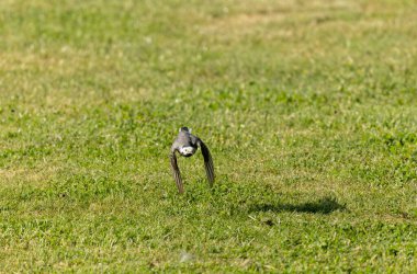 Gri kuyruklu Motacilla alba Alsace, Fransa 'da
