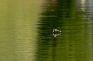 Gri kuyruklu Motacilla alba Alsace, Fransa 'da