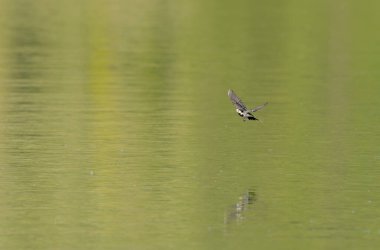 Gri kuyruklu Motacilla alba Alsace, Fransa 'da