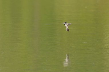 Gri kuyruklu Motacilla alba Alsace, Fransa 'da