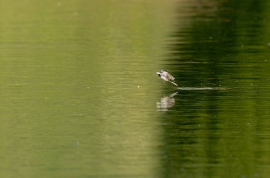 Gri kuyruklu Motacilla alba Alsace, Fransa 'da