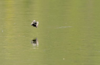 Gri kuyruklu Motacilla alba Alsace, Fransa 'da