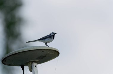 Gri kuyruklu Motacilla alba Alsace, Fransa 'da