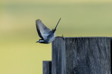 Gri kuyruklu Motacilla alba Alsace, Fransa 'da