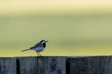 Gri kuyruklu Motacilla alba Alsace, Fransa 'da