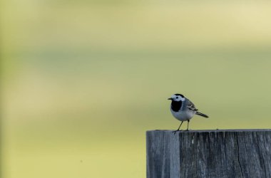 Gri kuyruklu Motacilla alba Alsace, Fransa 'da