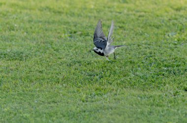 Gri kuyruklu Motacilla alba Alsace, Fransa 'da