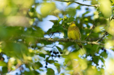 Sarı Çekiç Emberiza Citronella bitki örtüsüne tünemiş.