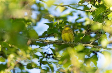 Sarı Çekiç Emberiza Citronella bitki örtüsüne tünemiş.