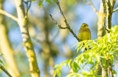 Sarı Çekiç Emberiza Citronella bitki örtüsüne tünemiş.