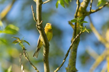 Sarı Çekiç Emberiza Citronella bitki örtüsüne tünemiş.