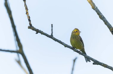 Sarı Çekiç Emberiza Citronella bitki örtüsüne tünemiş.