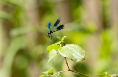 Küçük hanım sineği bantlı Matmazel Calopteryx bitki örtüsüne konmuş ya da uçuyor.