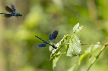 Küçük hanım sineği bantlı Matmazel Calopteryx bitki örtüsüne konmuş ya da uçuyor.