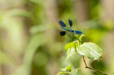 Küçük hanım sineği bantlı Matmazel Calopteryx bitki örtüsüne konmuş ya da uçuyor.