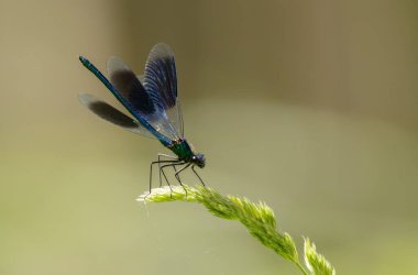 Küçük hanım sineği bantlı Matmazel Calopteryx bitki örtüsüne konmuş ya da uçuyor.
