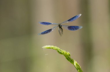 Küçük hanım sineği bantlı Matmazel Calopteryx bitki örtüsüne konmuş ya da uçuyor.