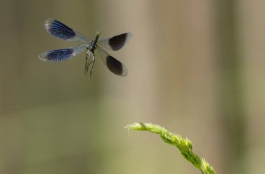 Küçük hanım sineği bantlı Matmazel Calopteryx bitki örtüsüne konmuş ya da uçuyor.