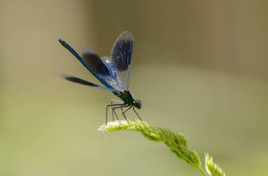 Küçük hanım sineği bantlı Matmazel Calopteryx bitki örtüsüne konmuş ya da uçuyor.