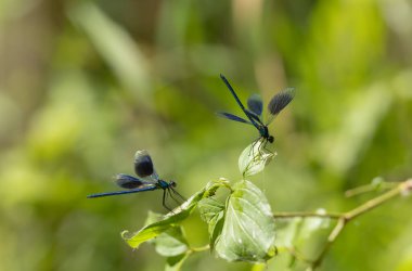 Küçük hanım sineği bantlı Matmazel Calopteryx bitki örtüsüne konmuş ya da uçuyor.