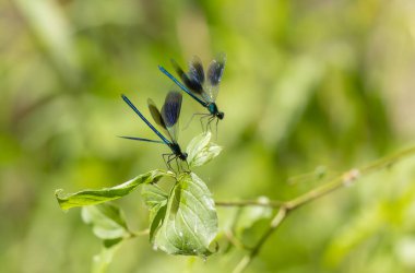 Küçük hanım sineği bantlı Matmazel Calopteryx bitki örtüsüne konmuş ya da uçuyor.