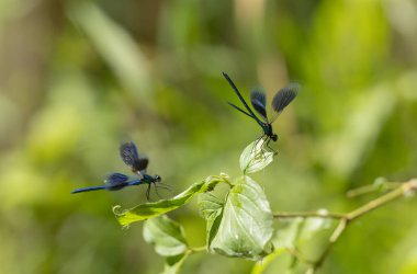 Küçük hanım sineği bantlı Matmazel Calopteryx bitki örtüsüne konmuş ya da uçuyor.