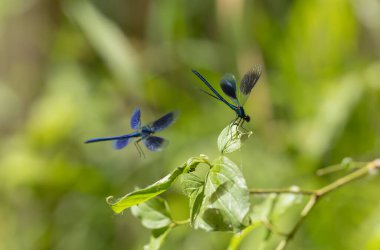 Küçük hanım sineği bantlı Matmazel Calopteryx bitki örtüsüne konmuş ya da uçuyor.