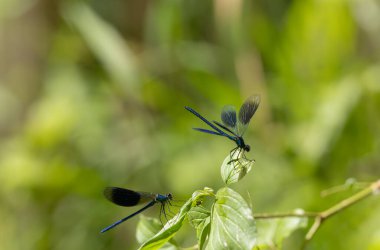 Küçük hanım sineği bantlı Matmazel Calopteryx bitki örtüsüne konmuş ya da uçuyor.