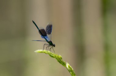 Küçük hanım sineği bantlı Matmazel Calopteryx bitki örtüsüne konmuş ya da uçuyor.