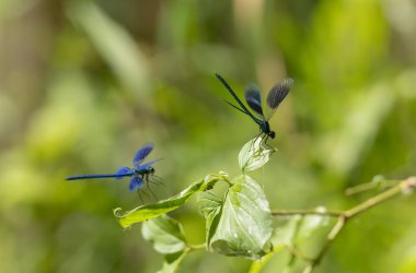 Küçük hanım sineği bantlı Matmazel Calopteryx bitki örtüsüne konmuş ya da uçuyor.
